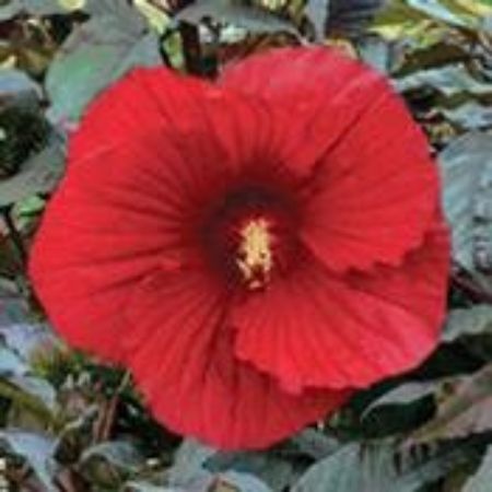 Picture for category Hardy Hibiscus (Rose Mallow)