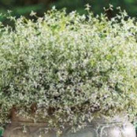Picture for category Ornamental Euphorbia Plants (Baby's Breath)