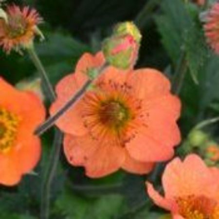Picture for category Geum Plants (Avens)