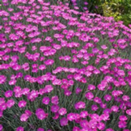 Picture for category Dianthus Plants (Pinks)