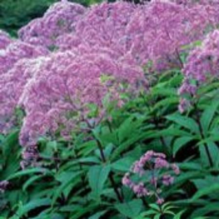 Picture for category Eupatorium (Joe-Pye Weed)