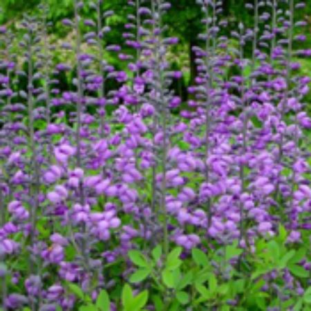 Picture for category Baptisia (False Indigo)