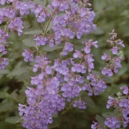 Picture for category Nepeta Plants (Catmint)