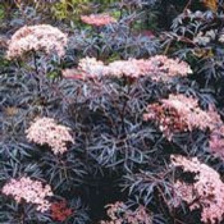 Picture for category Elderberry (Sambucus)