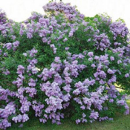 Picture for category Lilac Bushes (Syringa)
