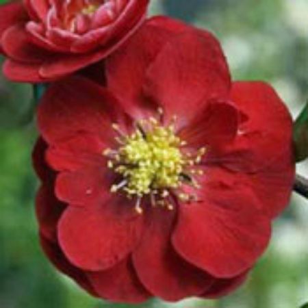 Picture for category Chaenomeles Plants (Flowering Quince)