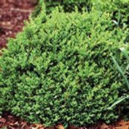 Picture for category Buxus Bushes (Boxwood)