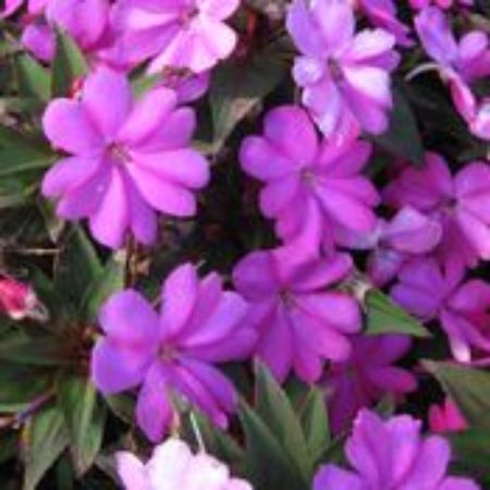 Picture for category SunPatiens Impatiens