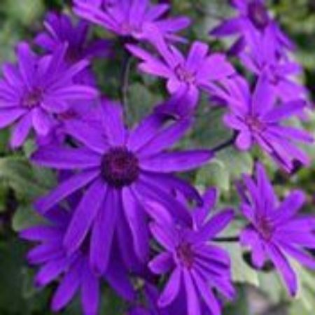 Picture for category Pericallis Plants (Cineraria)