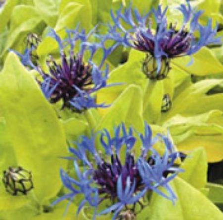 Picture for category Centaurea Plants (Cornflower)