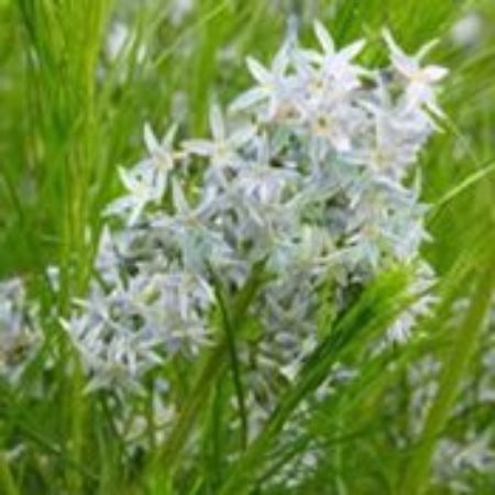 Picture for category Amsonia (Blue Star)