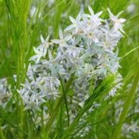 Picture for category Amsonia Plants (Blue Star)