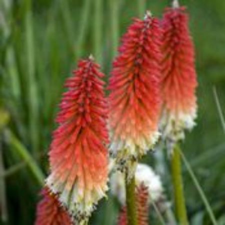 Picture for category Kniphofia (Red Hot Poker)