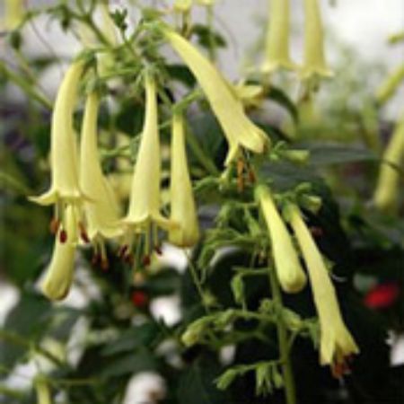 Picture for category Phygelius (Cape Fuchsia)