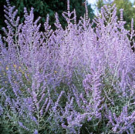 Picture for category Perovskia Plants (Russian Sage)