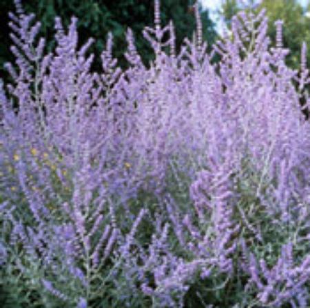 Picture for category Perovskia (Russian Sage)