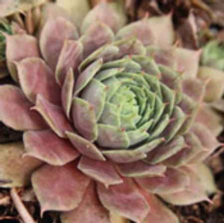 Picture for category Sempervivum Plants (Hens and Chicks)