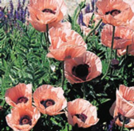 Picture for category Papaver Plants (Iceland Poppy)