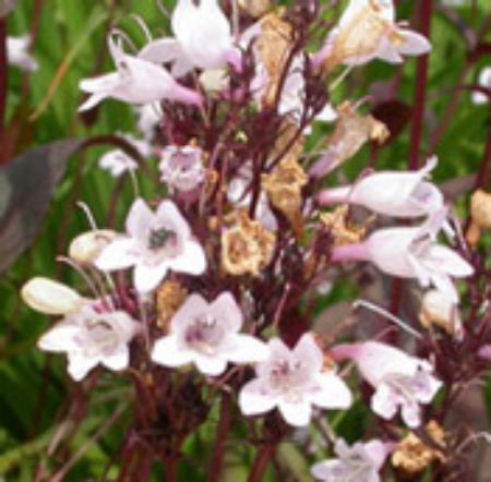 Picture for category Penstemon (Beardtongue)