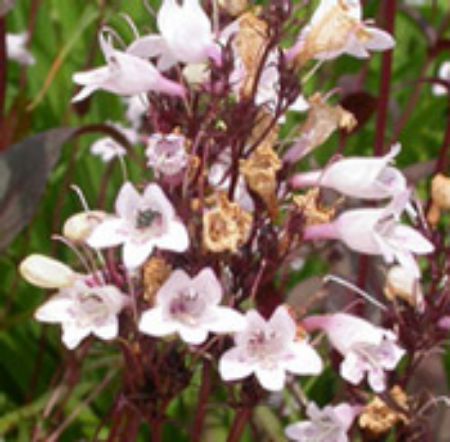 Picture for category Penstemon Plants (Beardtongue)