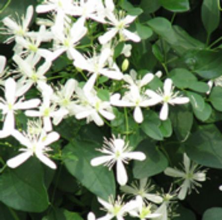 Picture for category Clematis Plants (Leather Flower)