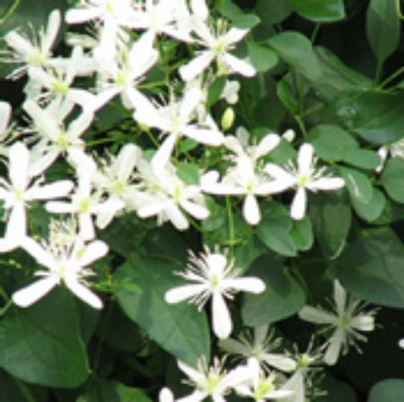 Picture for category Clematis