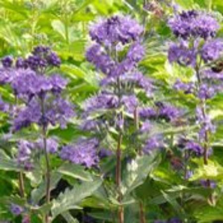 Picture for category Caryopteris (Bluebeard)