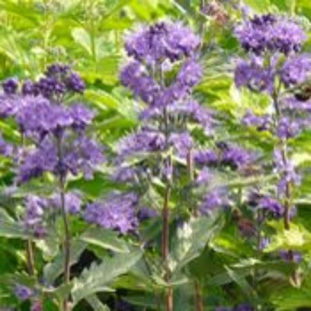 Picture for category Caryopteris Plants (Bluebeard)