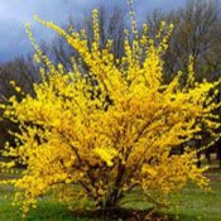 Picture for category Forsythia (Golden Bell)