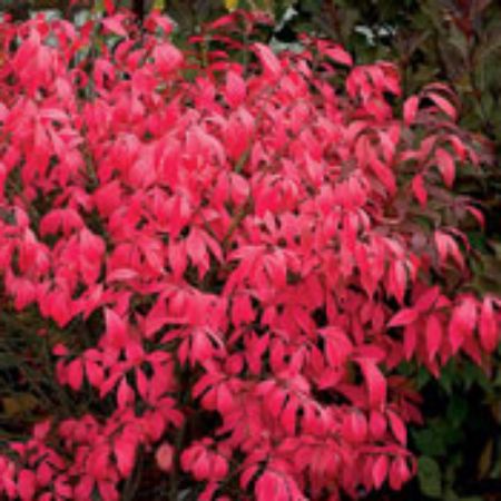 Picture for category Euonymus Shrubs (Burning Bush)