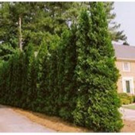 Picture for category Arborvitae (Thuja)