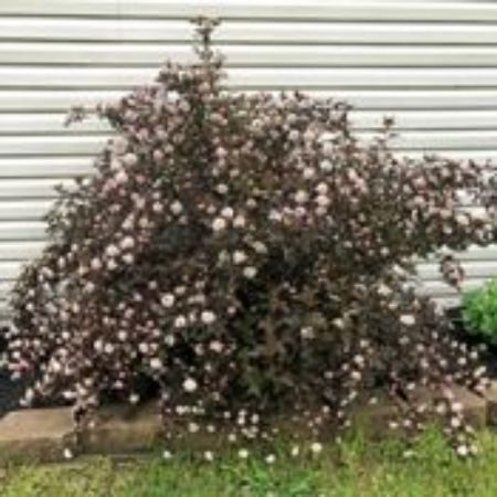 Picture for category Physocarpus (Ninebark)