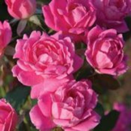 Picture for category Rose Bushes