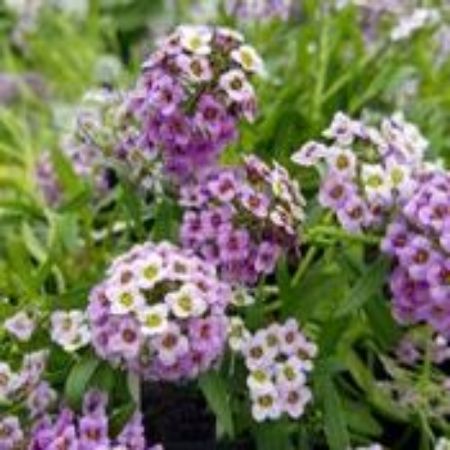 Picture for category Lobularia Plants (Sweet Alyssum)