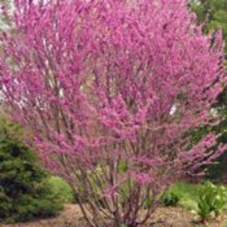 Picture for category Cercis Trees (Redbud)