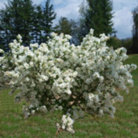 Picture for category Exochorda Bushes (Pearl Bush)