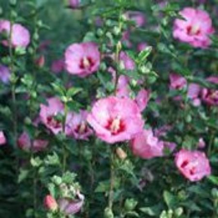 Picture for category Rose of Sharon (Hibiscus syriacus)