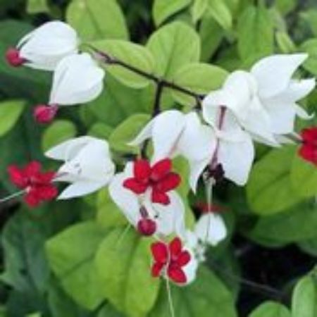 Picture for category Dicentra (Bleeding Heart)