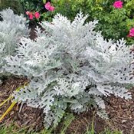 Picture for category Dusty Miller Plants (Silver Ragwort)