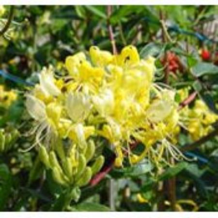 Picture for category Lonicera (Honeysuckle)