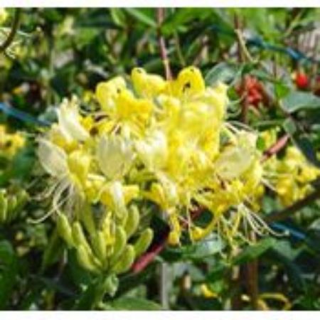 Picture for category Lonicera Plants (Honeysuckle)