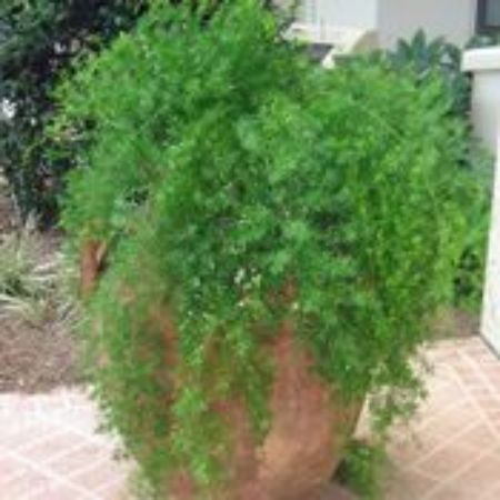 Picture for category Asparagus Fern Plants (Foxtail Fern)