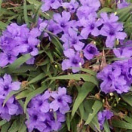 Picture for category Ruellia Plants (Mexican Petunia)