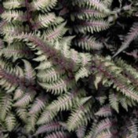 Picture for category Athyrium (Lady Fern)