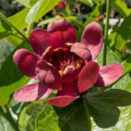 Picture for category Calycanthus Plants (Sweetshrub)
