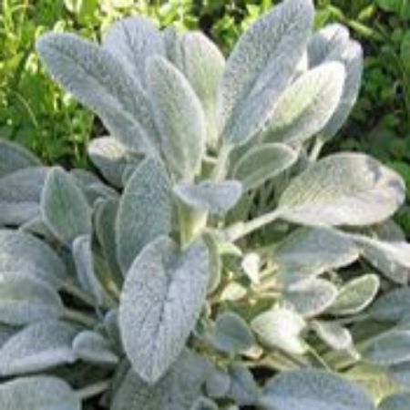 Picture for category Stachys (Lamb's Ear)