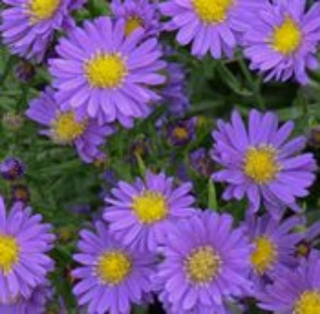 Picture for category Asters