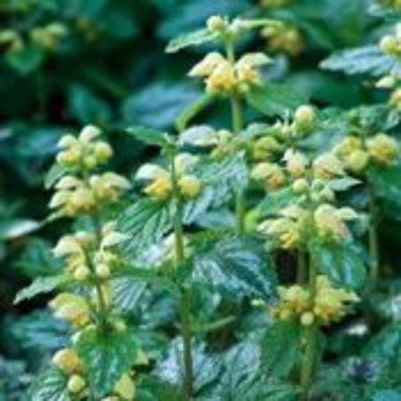 Picture for category Lamiastrum Plants (Yellow Archangel)