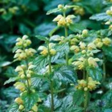 Picture for category Lamiastrum (Yellow Archangel)