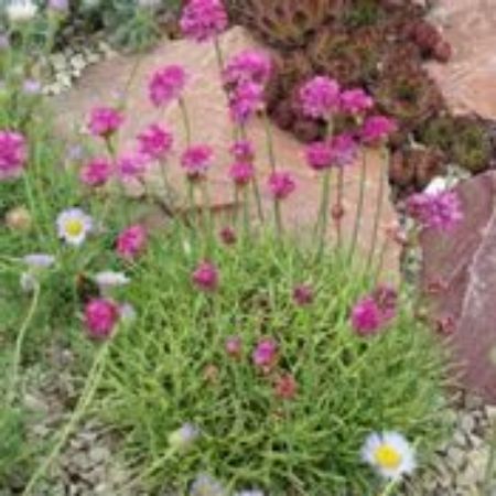 Picture for category Armeria Plants (Sea Thrift)